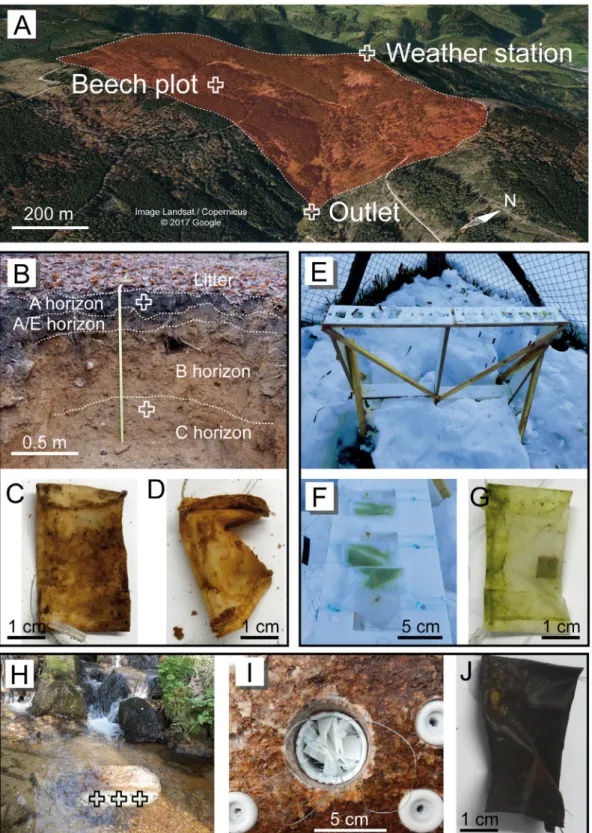 Fig. 1. Compartments of the critical zone probed at the Strengbach catchment (A). Soil proﬁle of the beech plot (B) and corresponding reactivity probes after 20 months of incubation in the A horizon (C) and the C horizon (D)