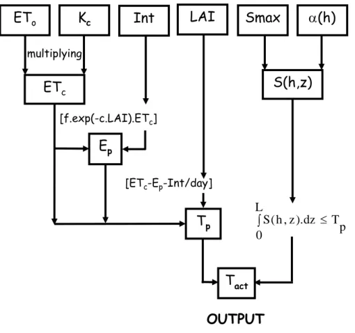 Fig. 1. Flow chart of the calculation module of actual transpiration (T act ) in WAVE