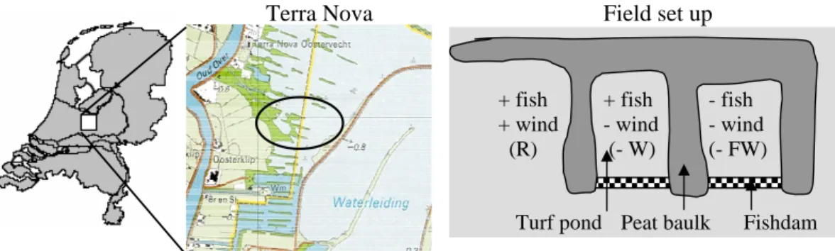 Fig. 1. Location of Terra Nova (the Loosdrecht Lakes, Utrecht, the Netherlands) and the design of the biomanipulation experiment in the field.