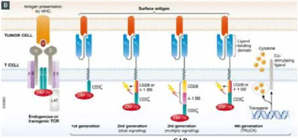 Figure 1. Évolution de structure des CAR-T au cours du temps