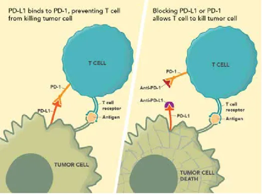 Figure 6. Les inhibiteurs des points de contrôle ou ‘checkpoint inhibitors’. 