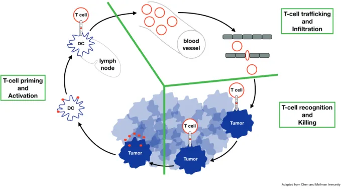 FIGURE 4.   Le cycle de l’immunité anti-tumorale