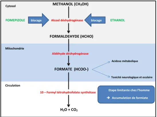 FIGURE 1.  Métabolisme et toxicité du méthanol
