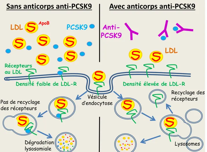 Figure 1.   Mécanisme d’action du PCSK9 (A) et des anticorps monoclonaux anti-PCSK9 (B) (2)