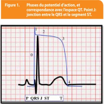 Figure 1.  Phases du potentiel d’action, et 