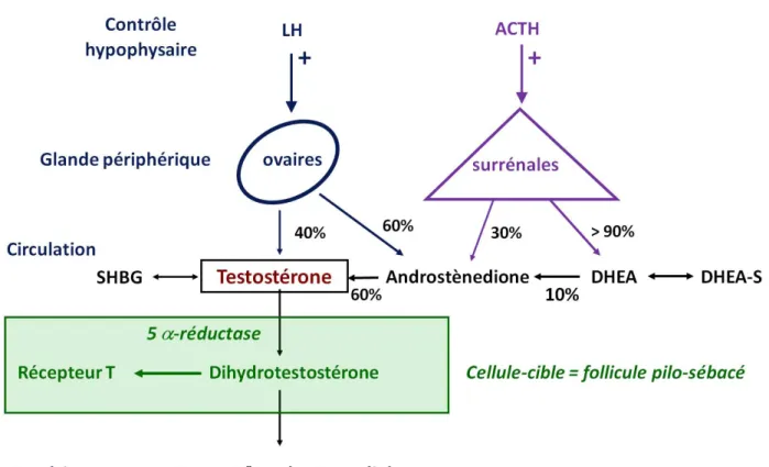 Figure 1 :   Production des androgènes chez la femme