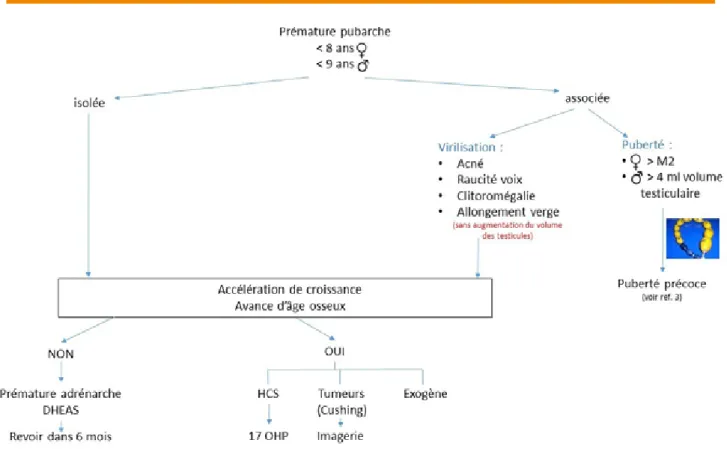 Figure 3  Orientation diagnostique devant une pubarche prématurée