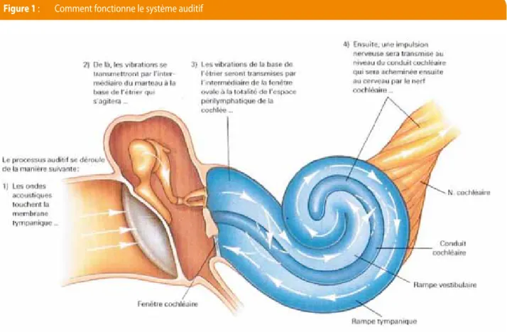 Figure 1 :  Comment fonctionne le système auditif 