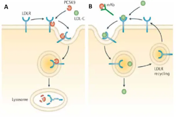 Figure 2.  Mécanisme d’action du PCSK9 (A) et des anticorps monoclonaux anti-PCSK9 (B)
