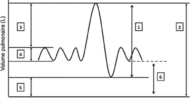 Figure 2. spirométrie normale : 1 = Capacité Vitale ; 2 = Capacité Pulmonaire Totale ; 3 = Réserve Inspiratoire ; 4 = Volume Courant ; 5 = Volume  Résiduel ; 6 = Capacité Résiduelle Fonctionnelle