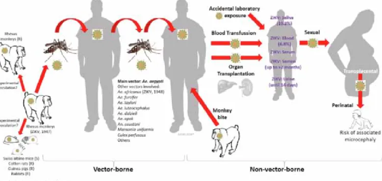 Figure 2.  résumé des modes transmissions possible du Zika virus ( rodriguez-Morales et al , réf 4)