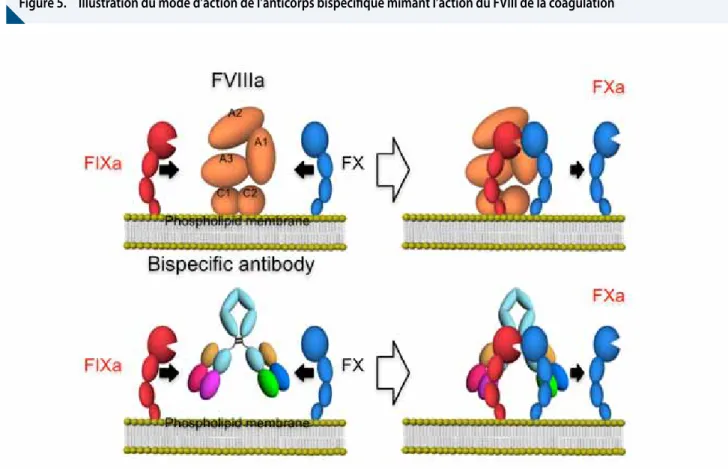 Figure 5.  Illustration du mode d’action de l’anticorps bispécifique mimant l’action du FVIII de la coagulation