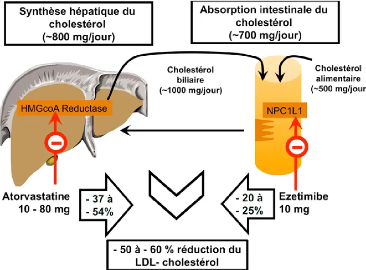 Figure 1.  Action additionnelle de l’atorvastatine et de l’ézétimibe pour réduire le cholestérol LdL