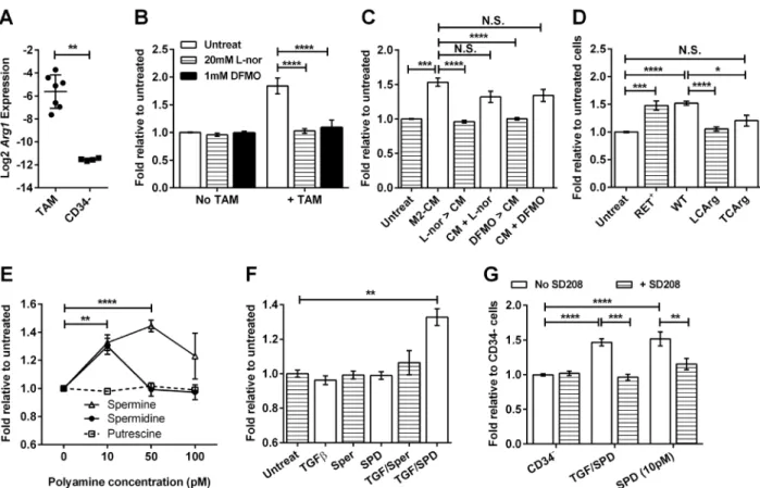 Figure 8: Macrophages stimulate melanosphere formation via the Arginase 1 pathway.  For panels (B) to (G), data are  expressed as fold change in sphere-forming efficiency relative to untreated CD34 -  TICs, bars represent mean ± SE