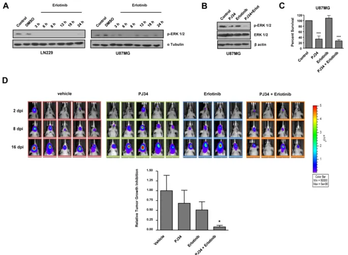 Figure 4: In vitro effect of EGFR inhibitor erlotinib and decreased tumours growth in vivo after combined treatment  with PARP inhibitor and erlotinib