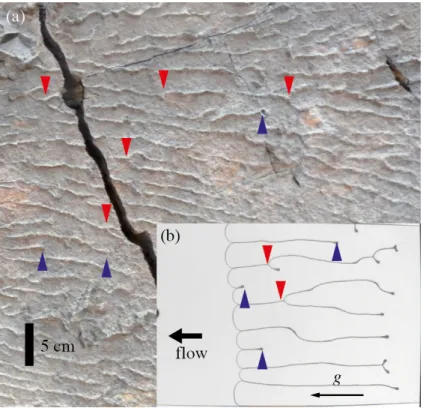 FIG. 10. (Color online) Feature comparison 2 between the experimental observations at φ = 0.025, α = 4 ◦ (b) and the remaining structures on dyke walls found in the Inmar formation (a)
