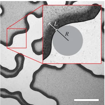FIG. 4. (Color online) Closeup of the frictional finger pattern where the compacted front is visible as the dark band surrounding the air fingers
