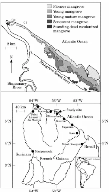 Fig. 1. Map of the study area showing the location of cores (adapted from Fromard et al., 1998)