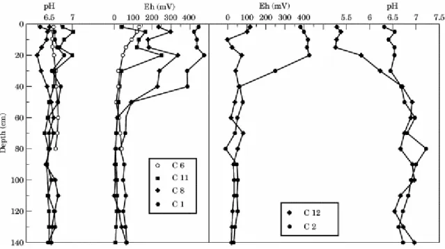 Fig. 2. pH and Eh trends in sediment profiles of each stage of mangrove evolution. 