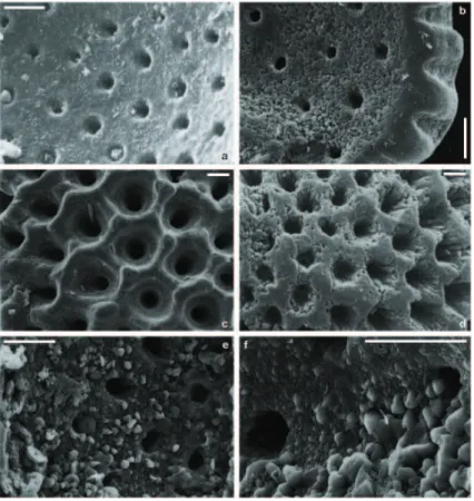 Fig. 7. SEM images of the wall-surface texture of opened planktonic foraminiferal chambers: