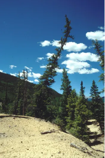Fig. 1. Example of tilted tree, showing vertical growing after that displacement at the site caused the curvature in the trunk.