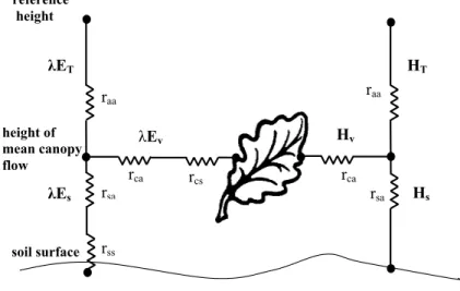 Fig. 6. Schematic of the Shuttleworth-Wallace (1985) two-component canopy model.