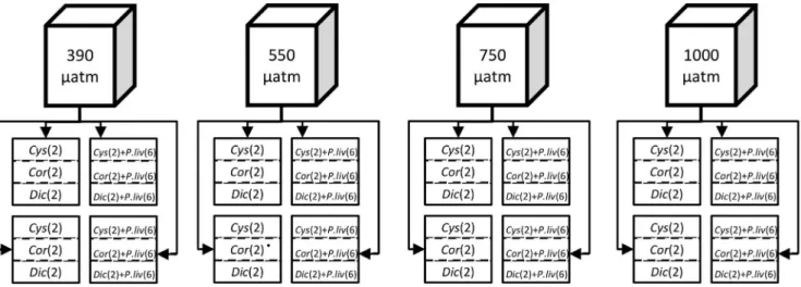 Figure 1. Scheme of the experimental set-up. The top boxes represent the four reservoirs in which the pCO 2 was regulated