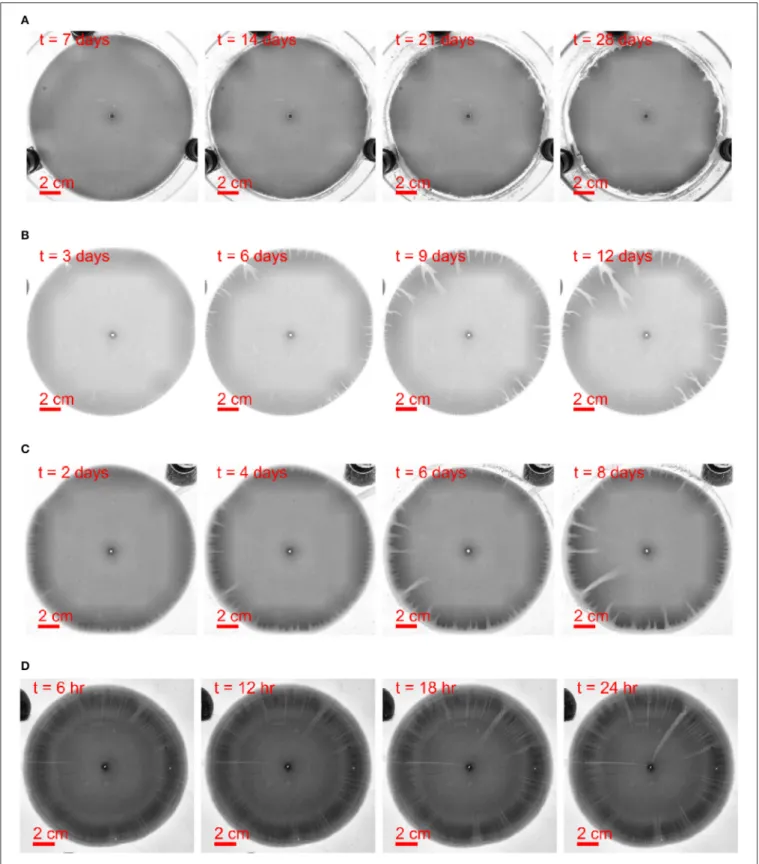 FIGURE 3 | Dissolution pattern evolution with time t, the aperture thickness is 150 µm and the flow rate increases from top to bottom