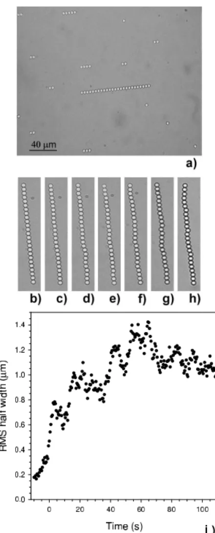 Figure 2: Dynamic roughening of dipolar chains of magnetic holes of diameter 4 µm after a decrease of the external  mag-netic field from λ = 866 to λ = 24 at t = 0
