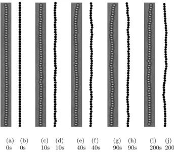 Figure 3: Typical dynamic roughening of dipolar chains of 52 magnetic holes of diameter 4µm after a decrease of the external magnetic field from λ = 866 to λ = 24 at initial time: experiments (gray) and simulations (black and white).