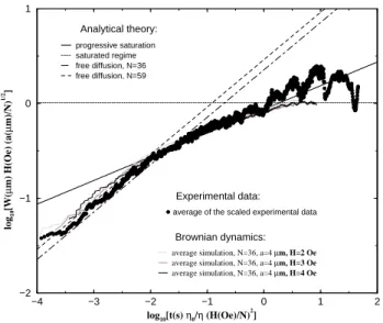 Figure 5: Scaling of the random mean square width of the transverse displacements: theory, experiments and brownian dynamics result.