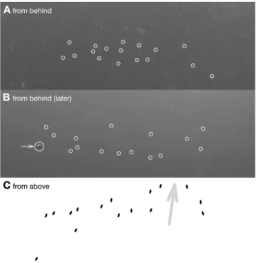Fig 2. Configuration of groups of C . atripectoralis swimming. A and B: frames of a video shot while following a test group of 17 larvae (from behind); larvae are circled for clarity (video by C