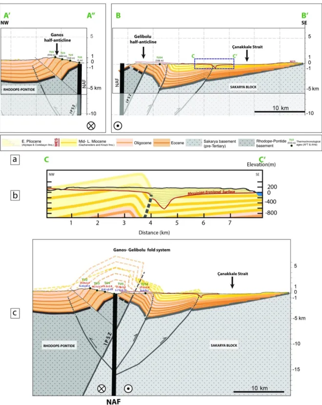 Figure 9. Composite NW-SE cross-section of the Ganos-Gelibolu fold system and detail of the frontal fold