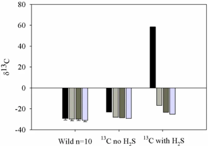 Fig. 2. δ 13 C values measured in tissues of mussels collected in January (from left to right bar: gill, rest, mantle, muscle)