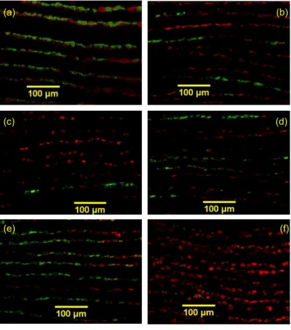 Fig. 5. FISH observations of transverse sections of gill filaments, displaying methane- (green) and sulphide-oxidisers (red)