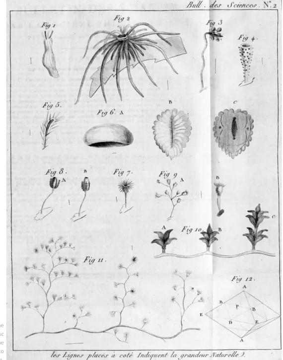 Fig 5. The plate illustrating the  marine organisms from Bosc  (1797a) that he studied during the  1796 voyage from Bordeaux to  Charleston
