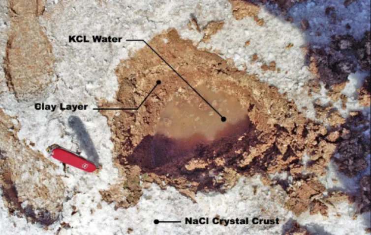 Fig. 3: Hand dug pit performed over the saltpan displaying the main constituents  of  soil:  a  NaCl  crystal  layer  (white  crust)  of  few  millimeters  thick  overlies  a  mixture  of  clay  and  loam  (brown  Clay  layer)  combined  with  a  KCl  satu