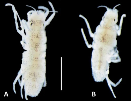 Figure 2. Photo of male (A) and female (B) dorsal view (scale bar: 2 mm). Photo by A. Raoux.