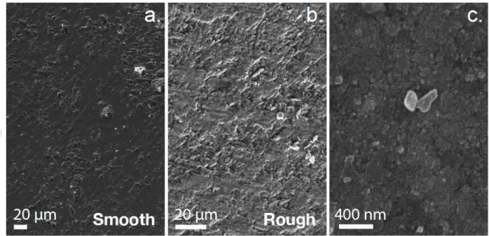 Figure 2. SEM micrographs before experiments. a) SEM micrograph of the initially smooth  fault  surface  after  grinding,  polished  with  silicon  carbide  and  roughened  with  #1200  grit  sandpaper during 3 min in presence of water