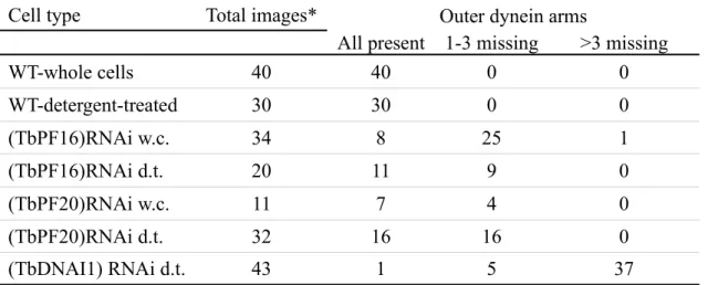 Table 2 : Outer dynein presence in various cell lines