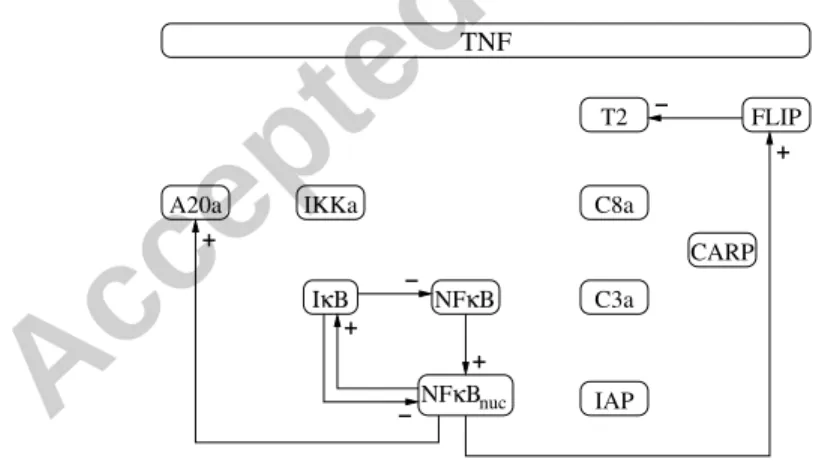 Figure 3: Operational graph of the NF κ B pathway in attractor a 0 (TNF = 1). The isolated variables have a ﬁxed value, that can be found in Table 2.