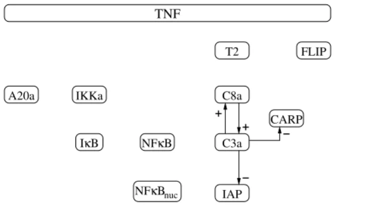 Figure 4: Operational graph of the NF κ B pathway just before the choice between attractors a L (survival) and a D (apoptosis) (i.e