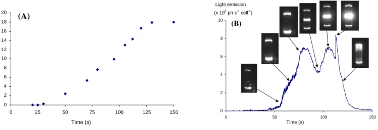 Fig. 3. (A) Evolution of the rotating velocity ω the Couette device (small gap) versus time during the “quasi-static” ramp