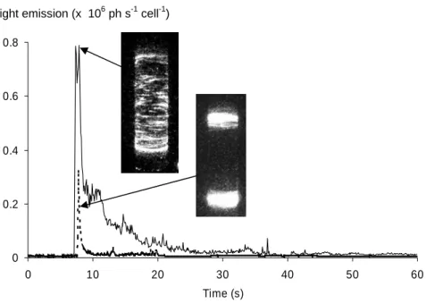 Figure 5. Bioluminescence response versus time following an abrupt start of the Couette  chamber
