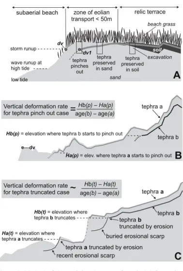Figure 5. Method of determining the rate of vertical deformation  between times of deposition of dated tephras on an accumulative  coastal plain, using real profi les but with simplifi ed  stratigraphy