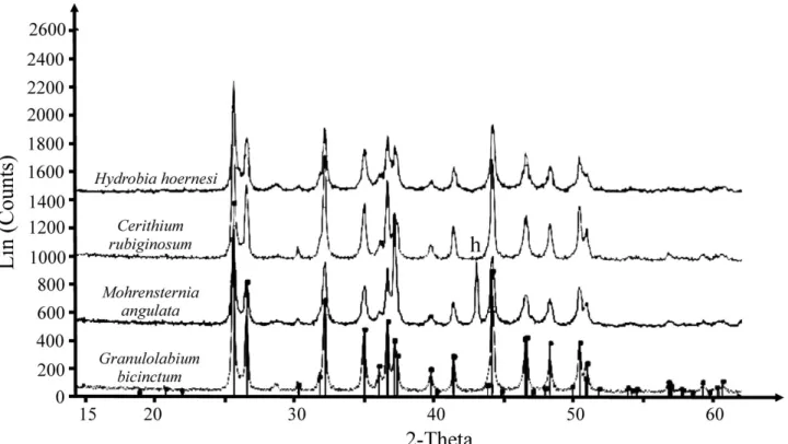 Figure 5. X-ray diffractogram of shells of gastropod species used for geochemical analyses