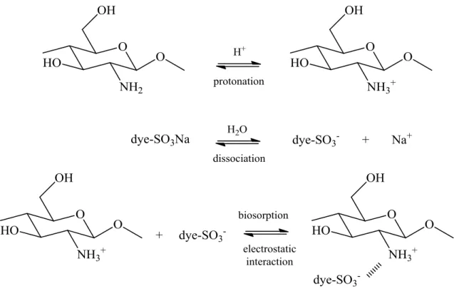 Fig. 3    Mechanism of anionic dye adsorption by a cross-linked chitosan hydrogel under acidic conditions