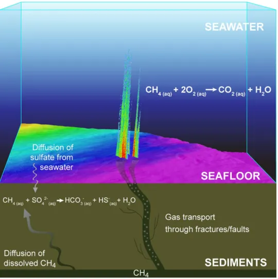 Fig. 5. Methane consumption by (i) anaerobic oxidation of methane, and (ii) aerobic methane oxidation