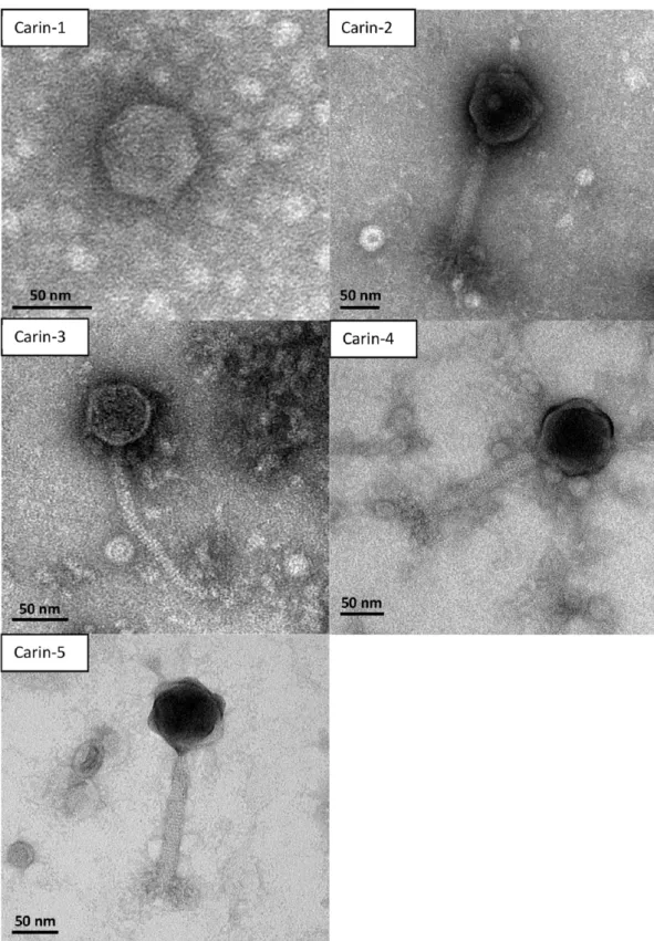 Figure 1. Transmission electron micrographs of the five bacteriophages that infect the marine bacterium Cobetia marina DSMZ 4741 (Carin phages).