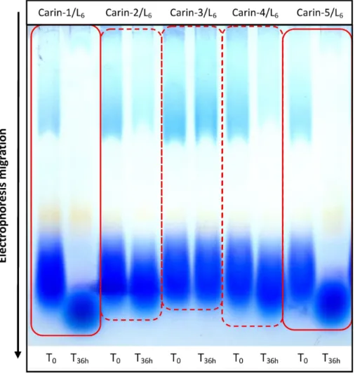 Figure 2. Migration pattern of Cobetia marina L 6 EPS (0.4 g.L −1 ) with and without purified Carin phage suspensions (10 9 PFU) as assessed by agarose gel electrophoresis after Stains all coloration (blue smear: polysaccharides, yellow smear: proteins)